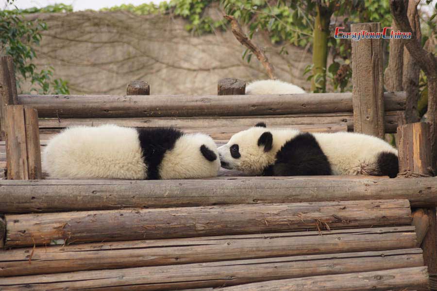 Two panda babies are kissing