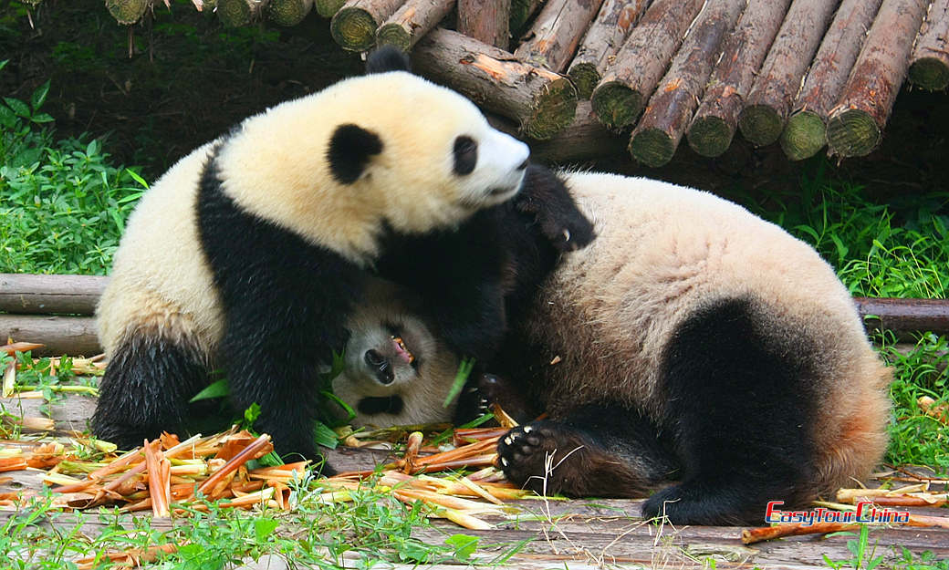 Giant Panda Breeding and Research Center 