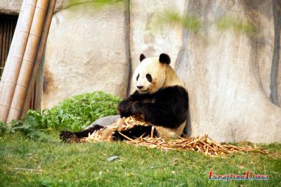 Giant Panda at Chengdu Panda Breeding Research Center