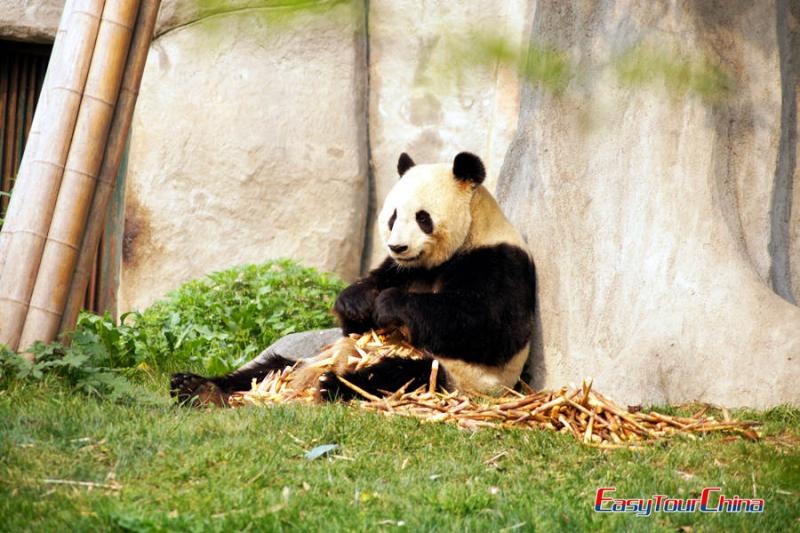 Giant Panda at Chengdu Panda Base