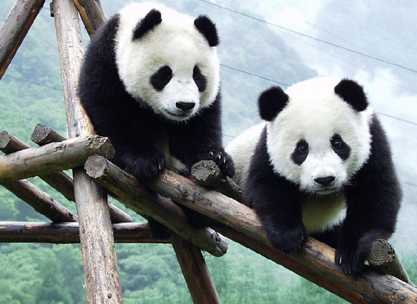 Chengdu Giant Panda Reserve