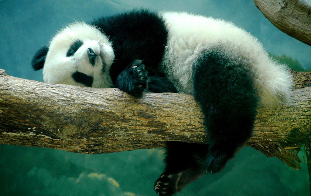 giant panda is sleeping in the tree