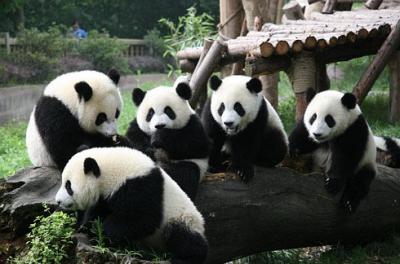 Chengdu Panda Breeding Research Base