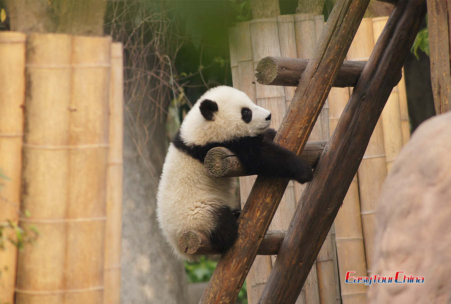The panda baby is climbing the stairs at Chengdu Panda Breeding Center