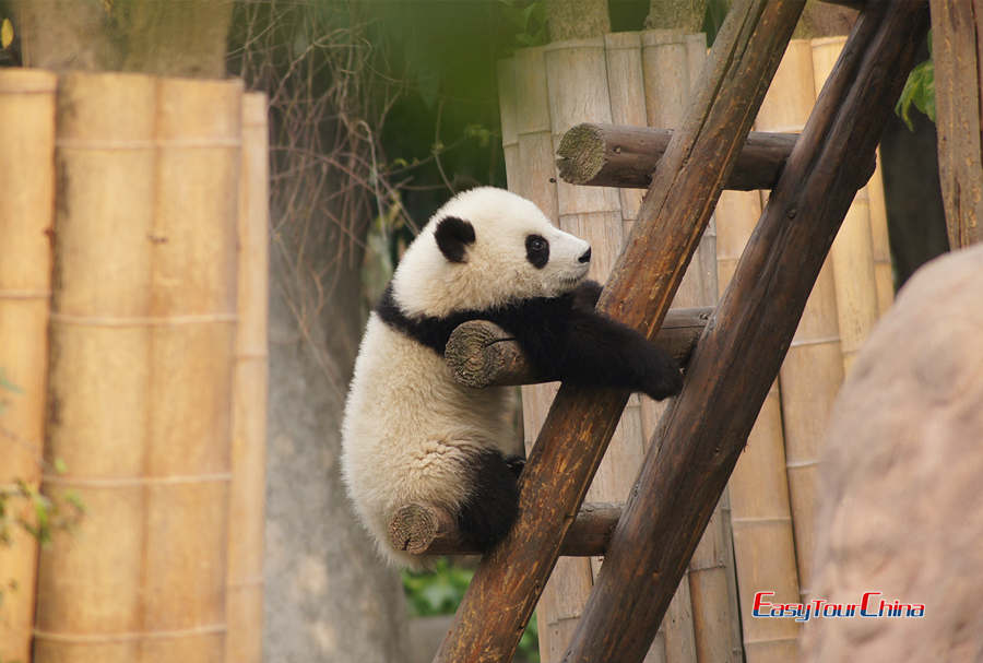 Giant Panda in Chengdu