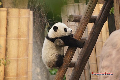 Chengdu Giant Panda Base