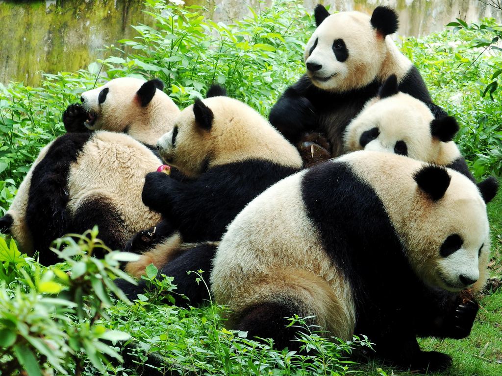 giant pandas are playing in the garden
