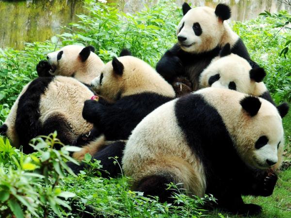 Panda in Chengdu Panda base