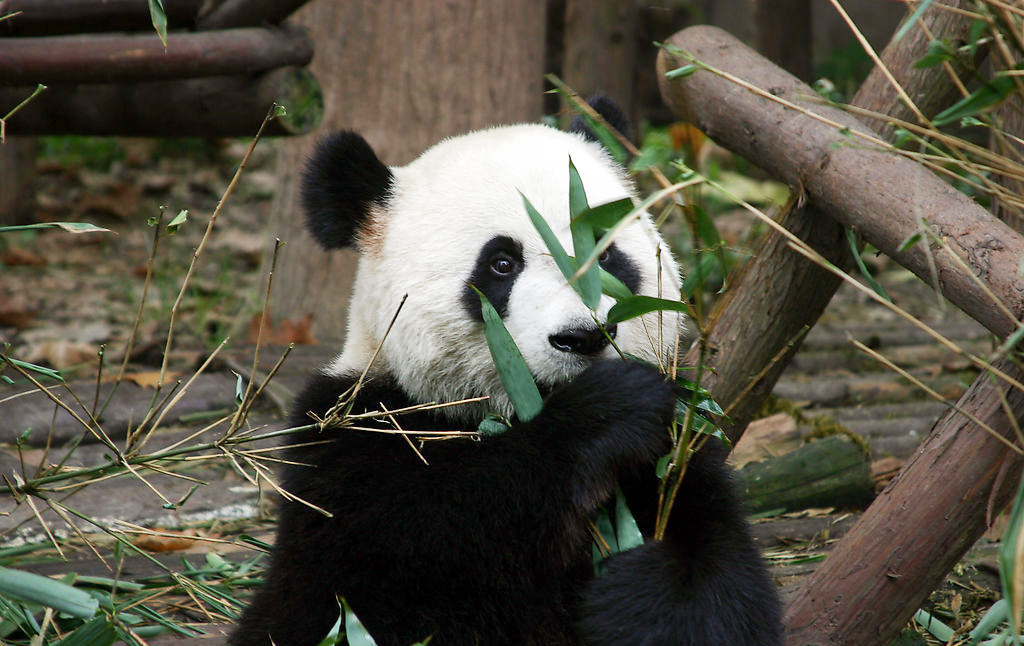 Giant Panda Breeding Research Base