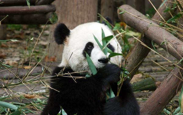 Giant Panda in China