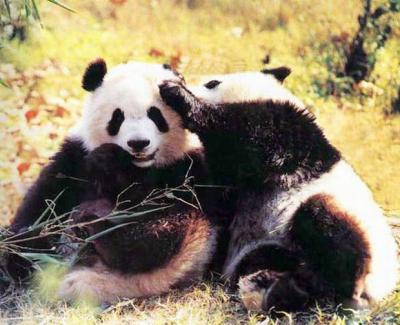 Cute Pandas Pictures, Travel Photos of Giant Panda - Easy Tour China