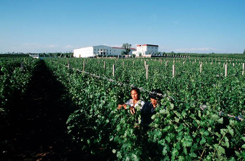 Famous Wineries in North China
