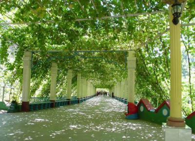 Grape Garden,Turpan Grape Valley Travel Photos,Images & Pictures of