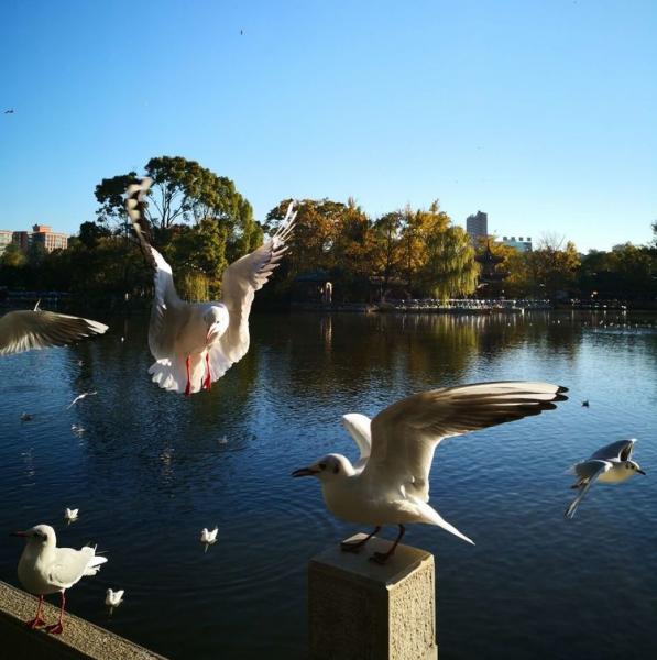 Bird Viewing in Green Lake Park Kunming