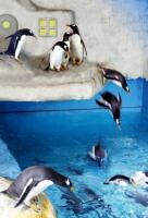 Guangzhou Ocean World Penguins
