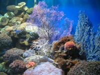 Guangzhou Ocean World Colorful Corals