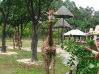 Guangzhou Zoo Lovely Giraffe