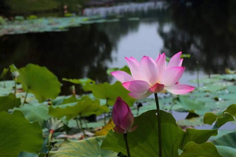 Guilin Huixian Wetland Park Officially Become National Wetland Park