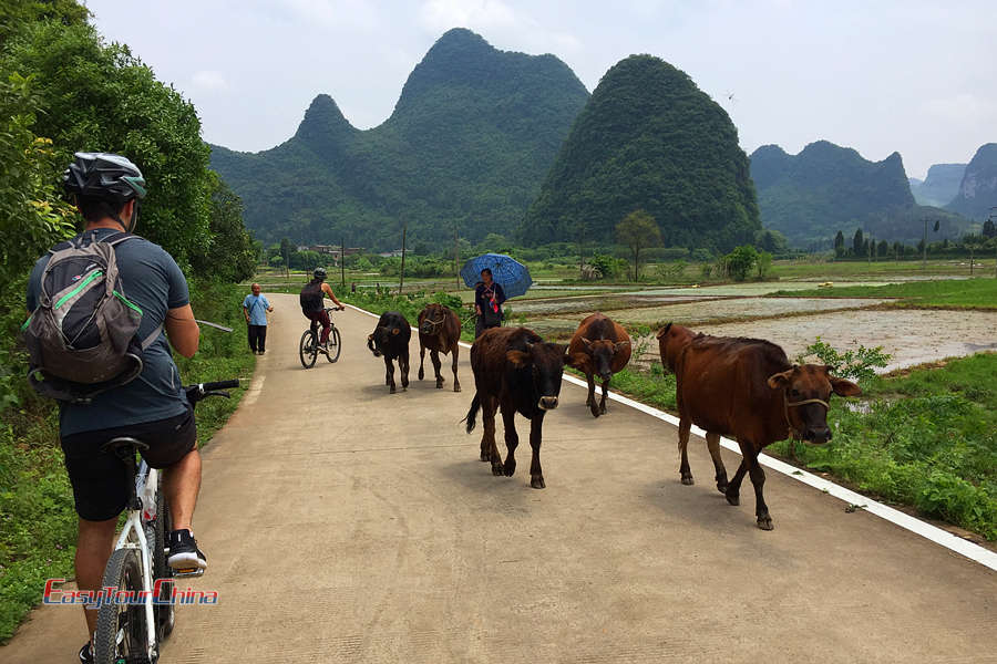 Xingping to Yangshuo biking