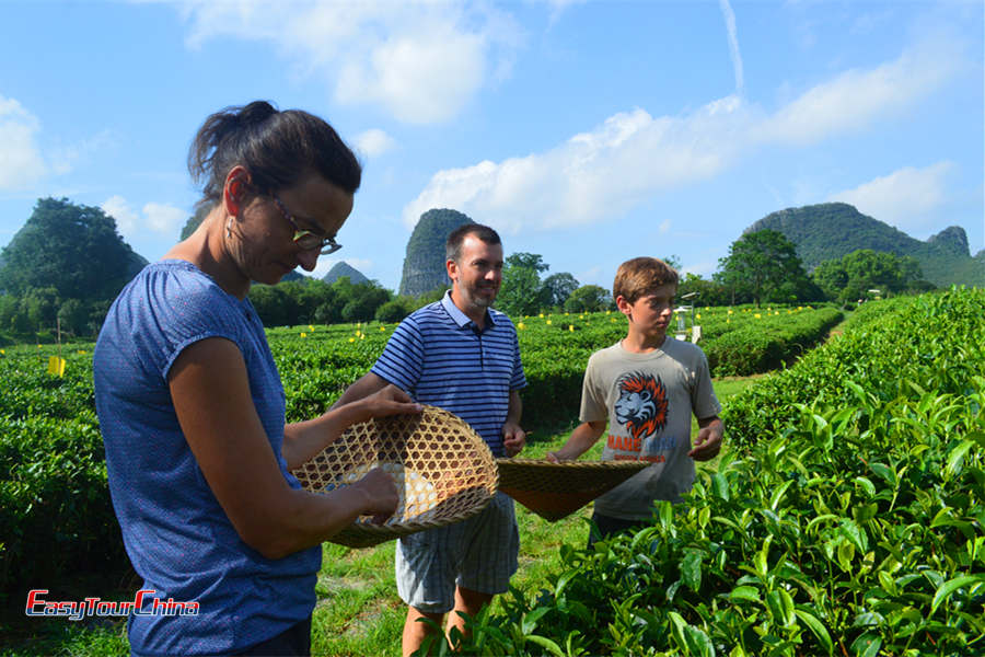 Pick tea leaves in Guilin