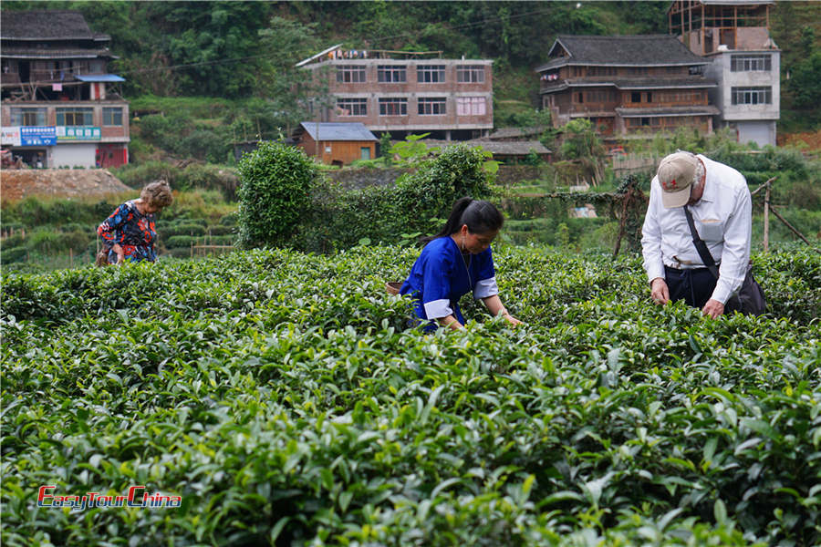 Pick tea leaves in Guizhou