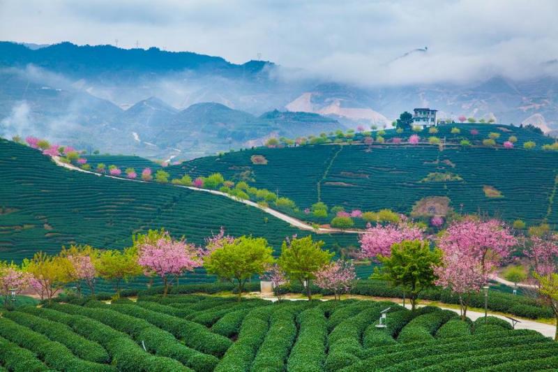 China tea tours