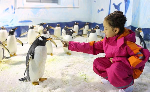 Girl Feeding Penguin in Harbin Polar Land