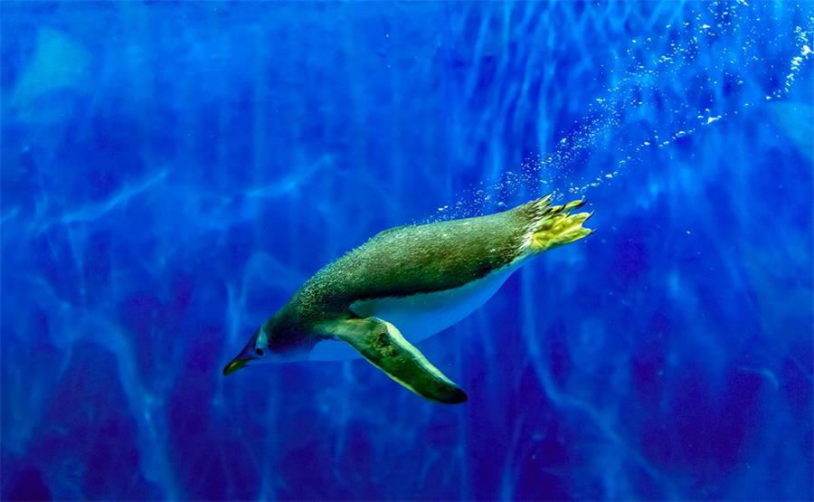 Penguin Swims in Harbin Polar Land Easy Tour China