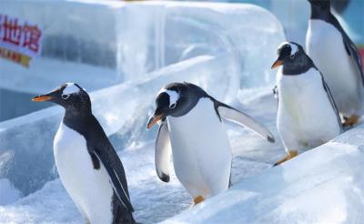Penguins in Harbin Polar Land