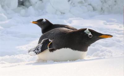 Polarland Penguins