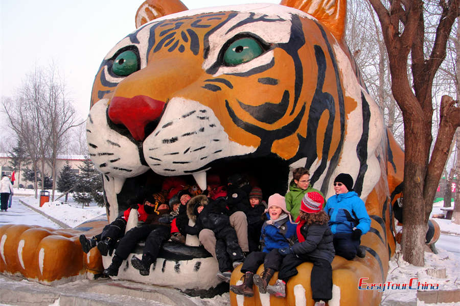 Siberian Tiger Park in Harbin 🇨🇳