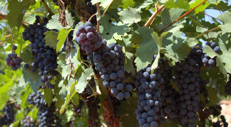 Qingxue Vineyard Grapes
