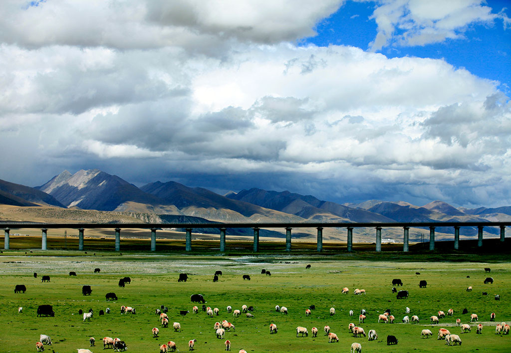 Grassland along Qinghai-Tibet Railway