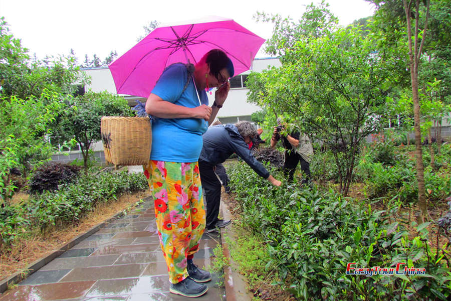 Huangshan tea farm