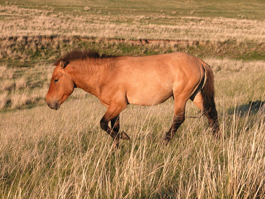 Hustai National Park