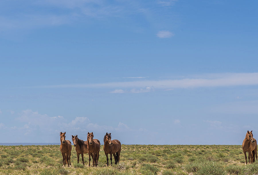 Horses drinking in Huistai National Park