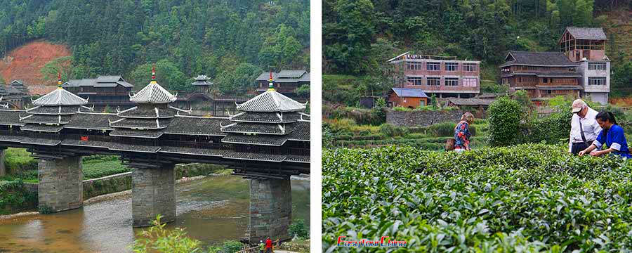 Sanjiang winter tour 2021 - tea picking