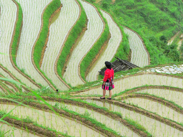 jinkeng rice terraces