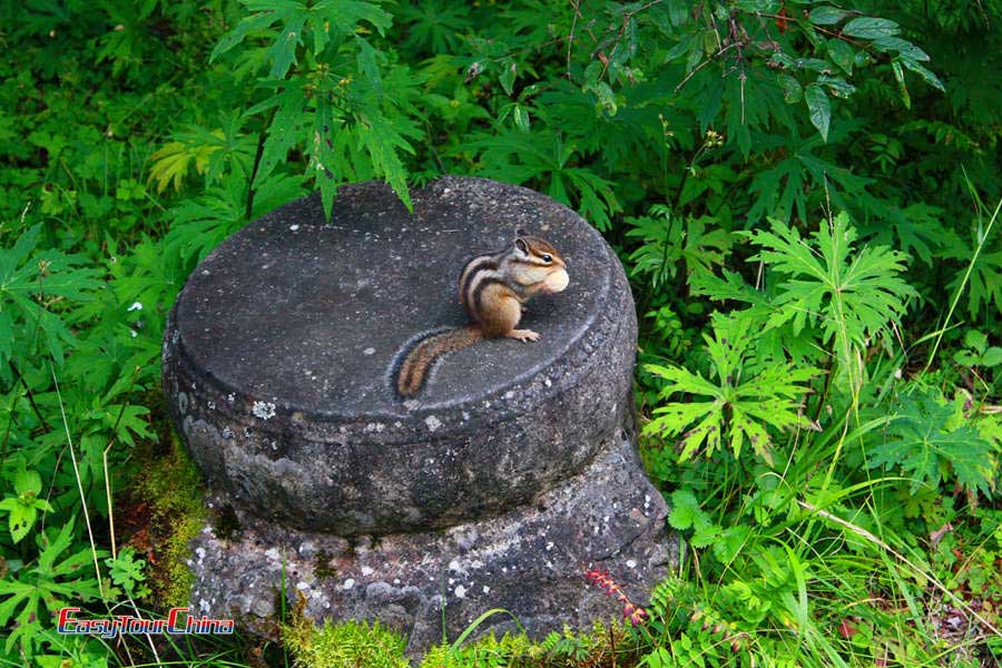 squirrel in Huanglong Park