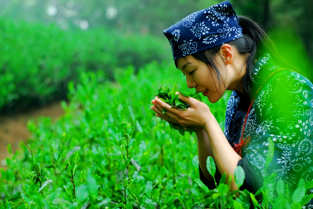 Features of jun shan yin zhen tea