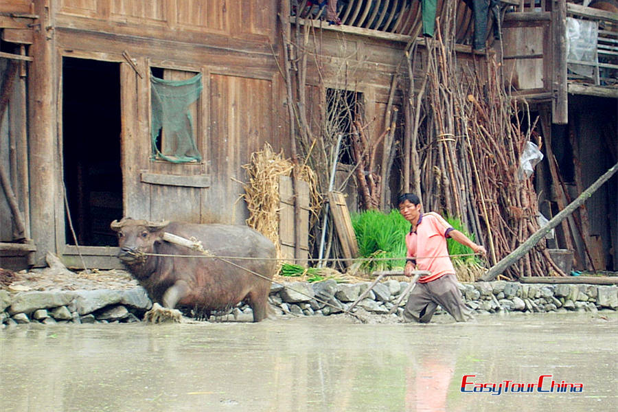 Langde Village farming