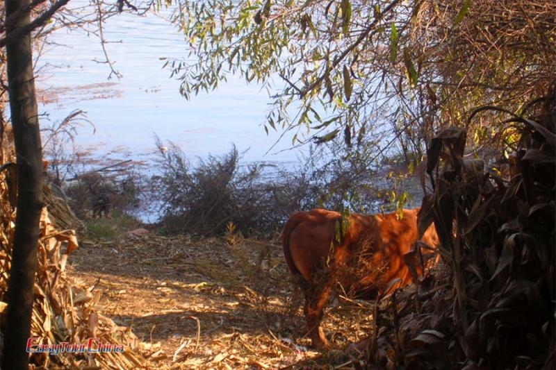 A horse rest beside Lashi Lake Lijiang