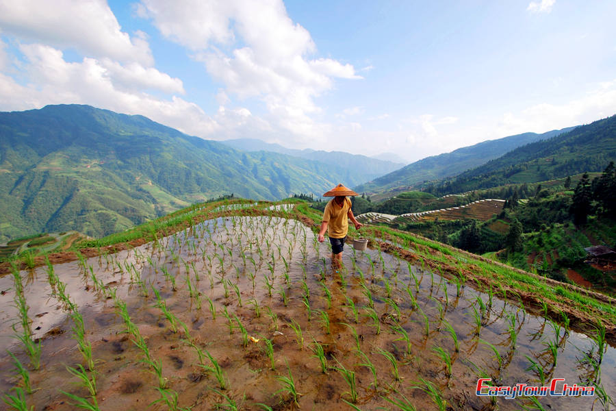 rice terraces