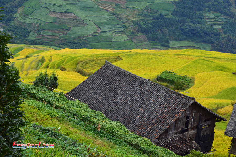 Longji Ancient Zhuang Village