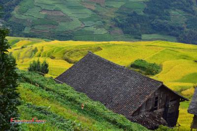 On a trip to Yangshuo and visit Longji Rice Terraces in golden season