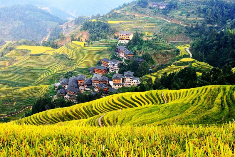 Longji Terraces Listed As Globally Important Agriculture Heritage