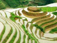 longji rice terraced fields
