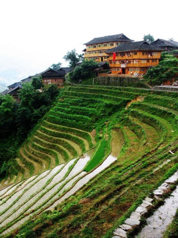 Longji Terraces Listed As Globally Important Agriculture Heritage