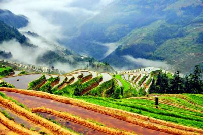 Longji Dragon Backbone Rice Terraces in Spring