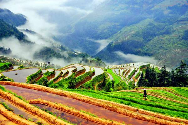 Panda Tours of China